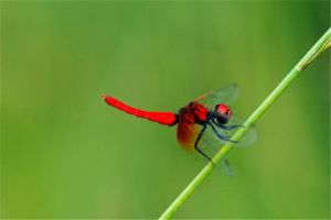世界上最小蜻蜓是什么 侏紅小蜻（體長不超2厘米飛很慢）