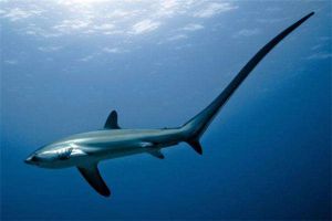 世界上最長的長尾鯊 長達4.5米（目前發現最長的一條）