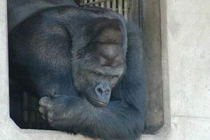 世界最帅大猩猩来自哪里 日本东山动物园黑猩猩沙巴尼