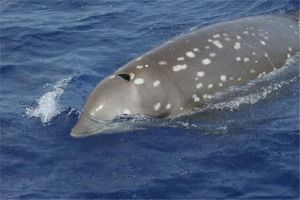 五大潛水最深動物分別是什么 柯氏喙鯨第一潛水最深