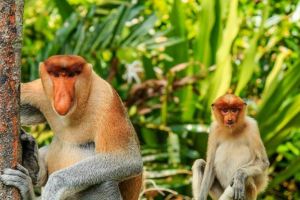 世界上鼻子最長的猴子 長鼻猴（鼻長度達8厘米）