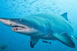 世界上游得最快的鯊魚 尖吻鯖鯊(速度每小時達56千米)