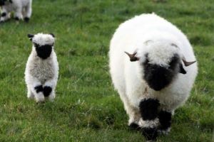 世界上最可愛的羊 黑鼻羊(一只九萬多看起來像毛絨玩具)