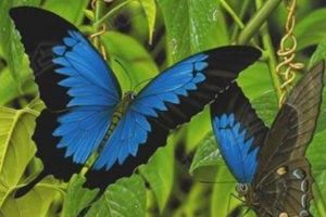 世界上最美的蝴蝶 一只36万面临着灭绝