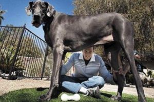 世界上最高的狗 大乔治(高度109厘米 体重111公斤)