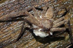 世界上最大的室內蜘蛛 白額高腳蛛 (體長10厘米 蟑螂的克星 )
