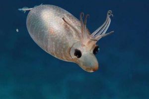 世界上最可愛的魷魚 帶狀仔豬 (會害羞捂臉還會賣萌)