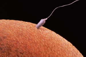 世界上最大的精子:蒼蠅精子長6厘米(是身體的10倍)