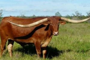 世界上角最长的牛 JR(两只牛角总长接近三米)