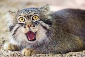 世界上最凶的猫排行榜 帕拉斯猫(排名第一 五百万年没有进化)