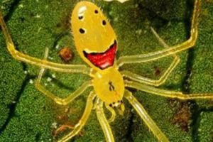 世界上最可爱的蜘蛛 笑脸蜘蛛(身体上有萌萌的笑脸图案)