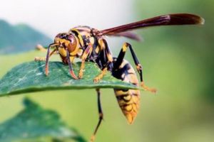 世界上最危险的蜜蜂 杀人蜂 美洲各国螫死一千多人