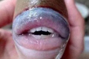 馬來西亞發現長著人類牙齒和嘴唇的怪魚 神秘魚成網紅