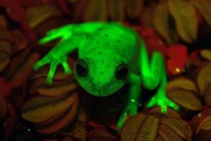 世界上第一種熒光蛙，能發出藍綠色熒光（發現于2017年）