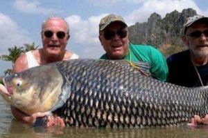 世界上最大的鯉魚，泰國大鯉魚（重達226斤）