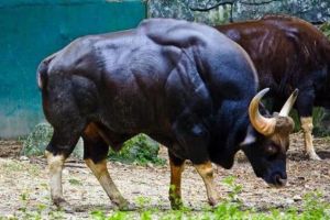 世界上最大的牛，印度野牛體重3000斤（把老虎趕的飛跑）