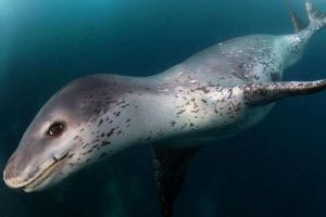 世界上最兇猛的海豹 豹形海豹 是南極食物鏈的霸主