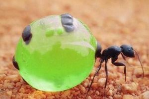 世界上最好吃的螞蟻，沙漠蜜蟻（擰掉頭部可以直接吃）