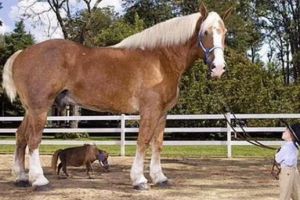 世界上最小的馬，法拉貝拉（身高38厘米/比狗都矮）