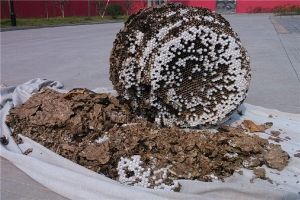 世界上最大的螞蜂窩是在哪發現的 中國北京市房山區