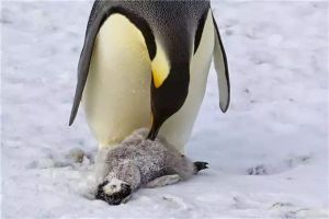 世界上最大的企鵝 帝企鵝（一種神奇的企鵝類型）