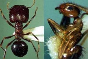 世界上最大的食人蟻 非洲食人蟻（個頭很大吃東西很雜）