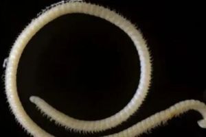 世界上最罕见的新物种，神秘千足虫（有4个性器官）