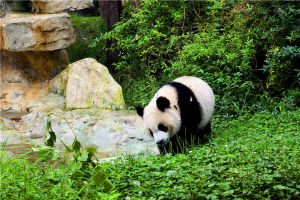 世界上最萌動物 熊貓（中國國寶遠古時期生物）