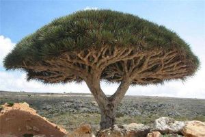 世界最老的樹15億年？世界上最古老的樹有什么特點