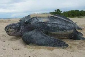世界上最大的水龜，棱皮龜（體長2.5米重916公斤）