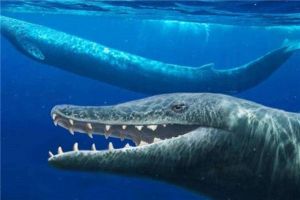 巨齒鯊vs梅爾維爾鯨 巨齒鯊和梅爾維爾鯨打架誰能贏