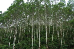 世界第一高樹是哪個 杏仁桉（原產地澳大利亞）