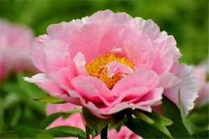世界上十種最美的的花 牡丹花被譽為花中之王