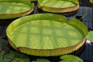 世界上葉片最大的水生植物 王蓮（一種睡蓮科植物）