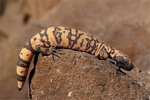 世界上最毒的蜥蜴 毒蜥（生活在美國西部和墨西哥之間）