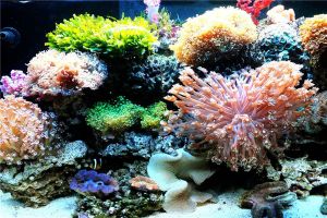 世界上最大的海珊瑚 和一把大扇子一樣大兩手握住