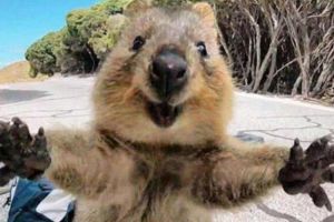 世界上最爱笑的动物，澳大利亚短尾袋鼠（睡觉都在笑）