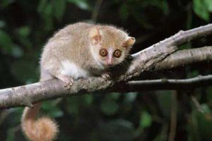 世界上最小的原始猴，鼠狐猴（身长16厘米/眼比脸大）