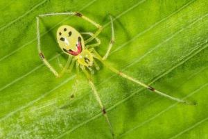 世界上最罕见的动物，蜘蛛带笑脸/鸟有四个翅膀/猫有双面