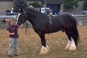 關于馬匹的10個世界之最，最大馬高2米/最貴馬1600萬