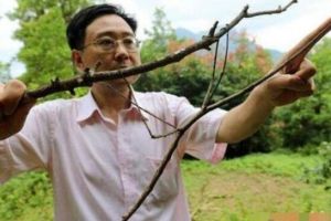 最新世界上最長的昆蟲，62.4厘米竹節蟲（發現于中國）