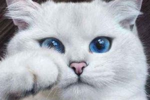 世界上最美的貓咪，短毛貓眼睛迷人（波斯貓全身雪白）
