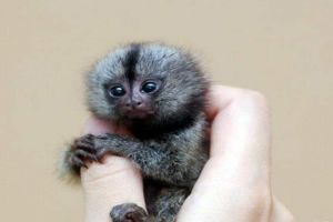 世界上最小的猴子降生，兩只小指猴（沒有人一根拇指長）