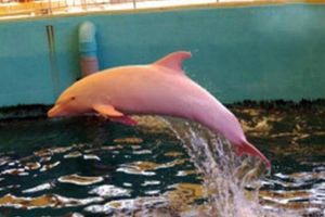 世界上最罕见的10个动物，海豚全身粉红（鸟有四个翅膀）