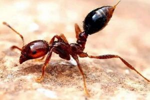 五种世界上最可怕的生物，锥形蜗牛毒性强（红火蚁是人类大敌）五