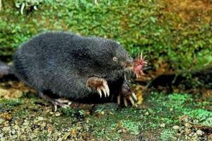 世界上进食最快的动物，星鼻鼹鼠（0.25秒完成进食过程）
