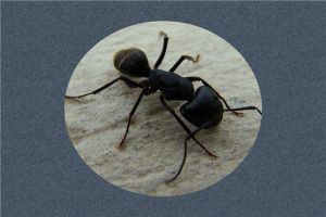 头部造型非常独特的蚂蚁 巴瑞弓背蚁（头部呈倒三角形）