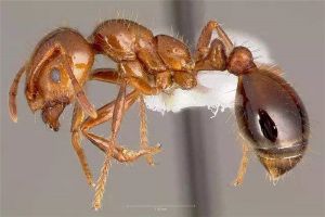 草地铺道蚁是什么蚂蚁 属于一种常见的小型蚂蚁