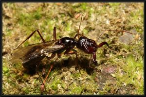 蚂蚁中的战斗机：大齿猛蚁（攻击速度最快的动物之一）