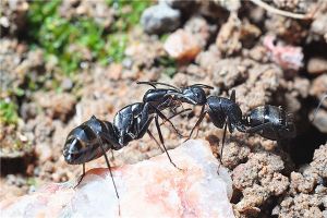 宠物蚂蚁弗里德弓背蚁 这是一种喜欢沙质土壤的蚂蚁